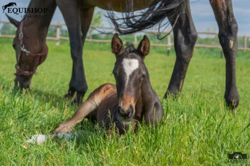 EQUIMINS EQI PROTECTOR PASZTA-újszülött csikók és legyengült lovak számára
