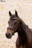KANTÁR K BY EQUITHEME K-KONTOUR