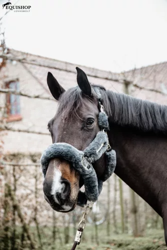 KÖTŐFÉK KENTUCKY TELJES B.SZŐR