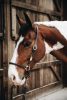 KÖTŐFÉK KENTUCKY BŐR GROOMING