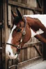 KÖTŐFÉK KENTUCKY BŐR GROOMING