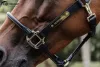 KÖTŐFÉK KENTUCKY BŐR ANATOMIC