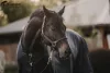 KÖTŐFÉK KENTUCKY BŐR ANATOMIC