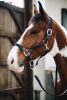 KÖTŐFÉK KENTUCKY PLAITED NYLON