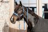 KÖTŐFÉK KENTUCKY PLAITED NYLON