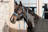 KÖTŐFÉK KENTUCKY PLAITED NYLON