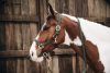 KÖTŐFÉK KENTUCKY PLAITED NYLON