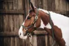 KÖTŐFÉK KENTUCKY PLAITED NYLON