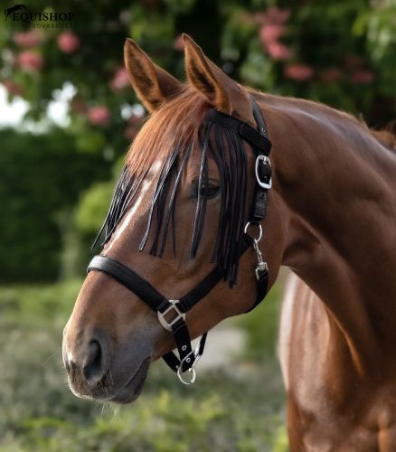 LÉGYSALLANG WALDHAUSEN