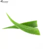 SÖRÉNYFÉNY WALDHAUSEN ALOE VERA 2,5L