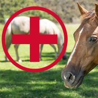 Elsősegély és gyógyhatású készítmények