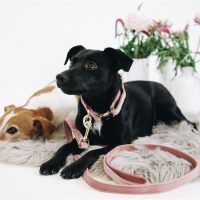 Termékek Kutyáknak és macskáknak