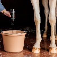 Szürke lovak ápolása