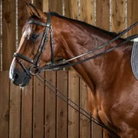 Szárak és segédszárak