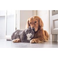 Ápolás kutyáknak és macskáknak