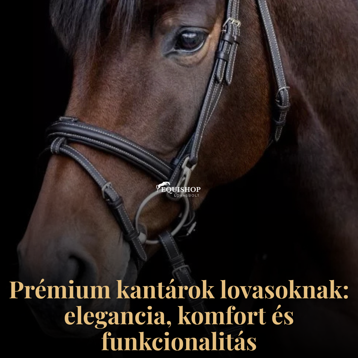 Kantárok összehasonlítása – melyik márka mit képvisel a lovas világban?